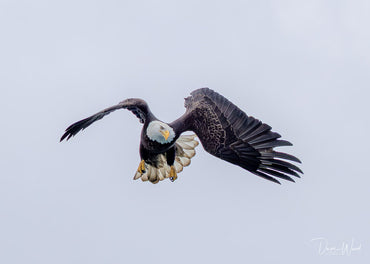 Bald Eagle - Agile & Acrobatic!