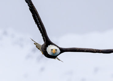 Eagles in Flight