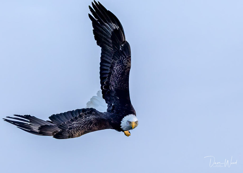 Bald Eagle - Agile & Acrobatic!