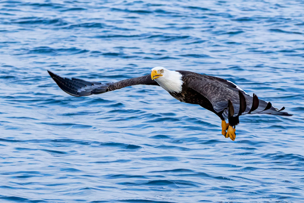 Eagles in Flight