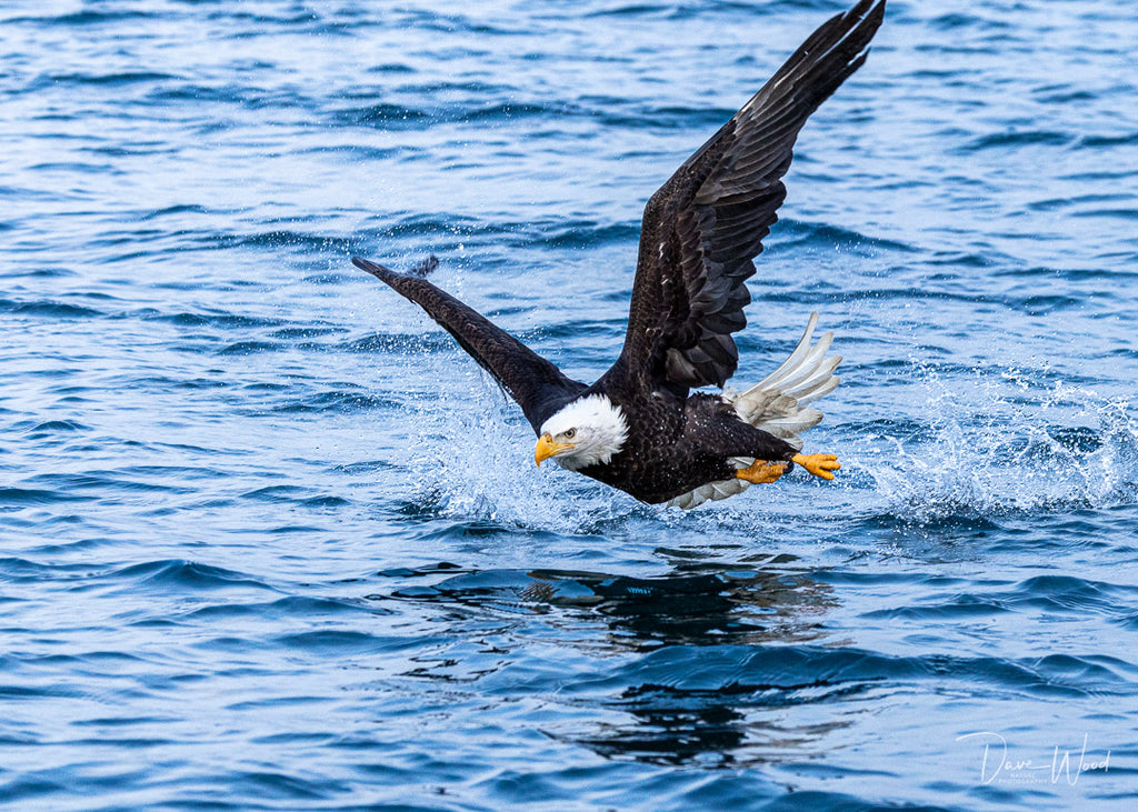Bald Eagles - Fishing, Hitting the Water