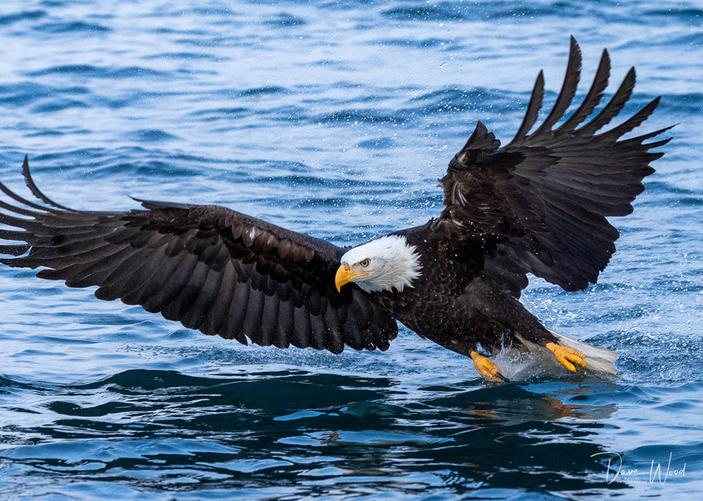 Bald Eagles - Fishing, Hitting the Water