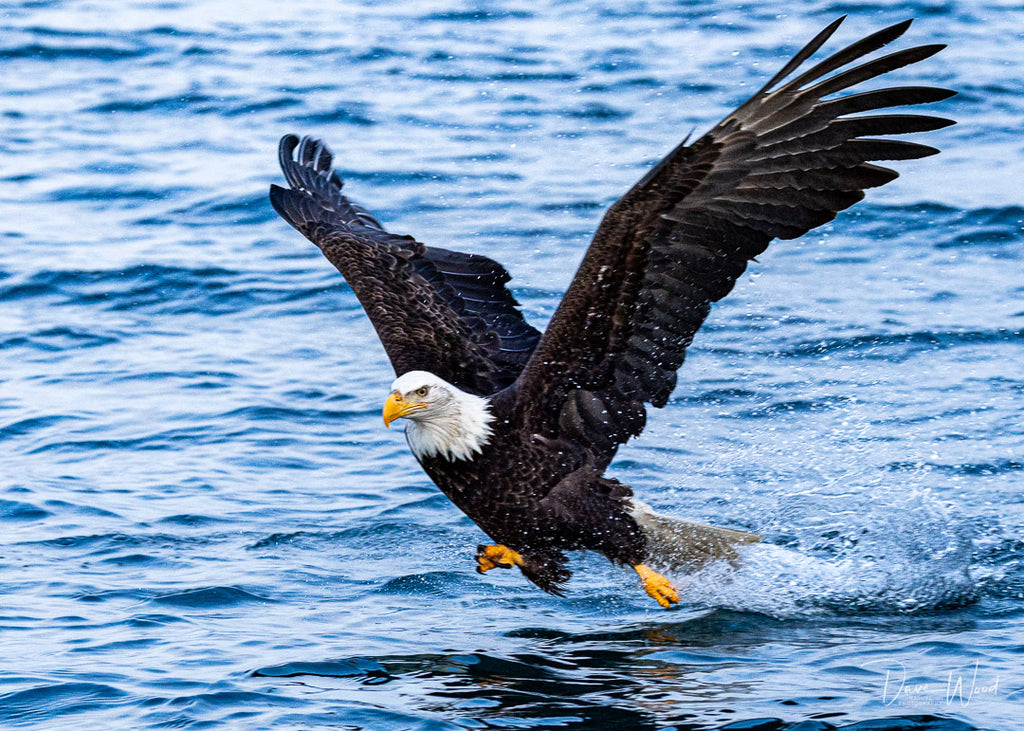 Bald Eagles - Fishing, Hitting the Water