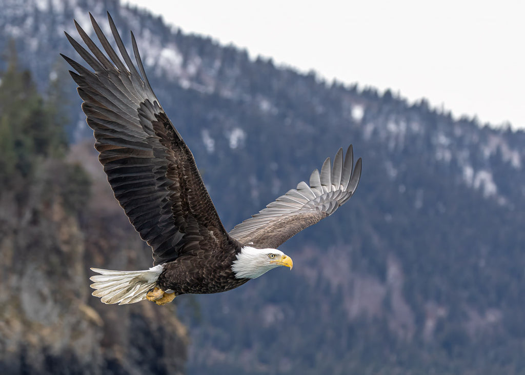 Eagles in Flight