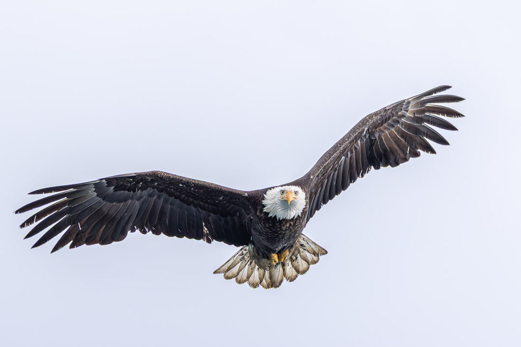 Eagles in Flight