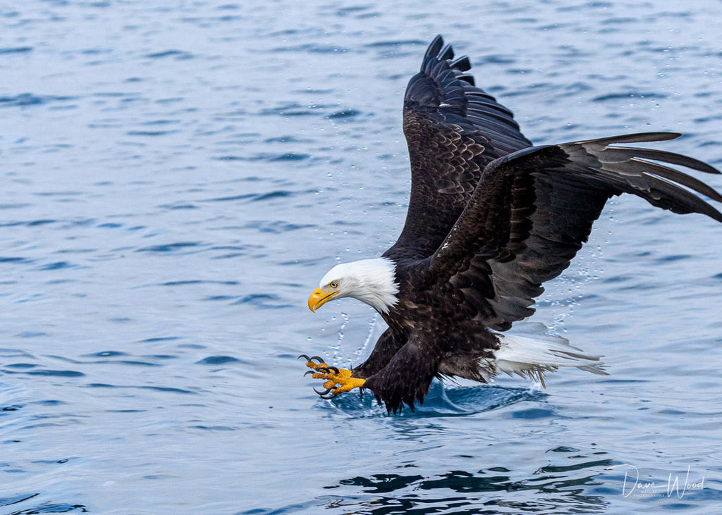 Bald Eagles - Fishing, Hitting the Water