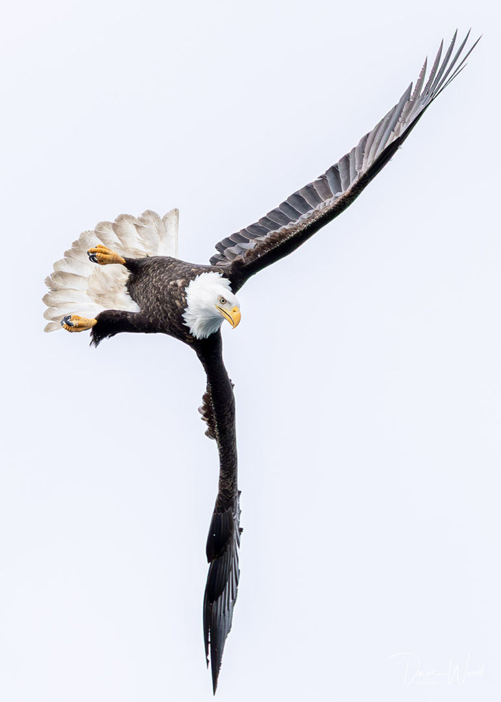 Bald Eagle - Agile & Acrobatic!