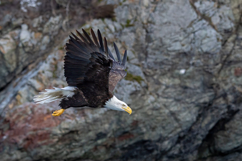 Eagles in Flight