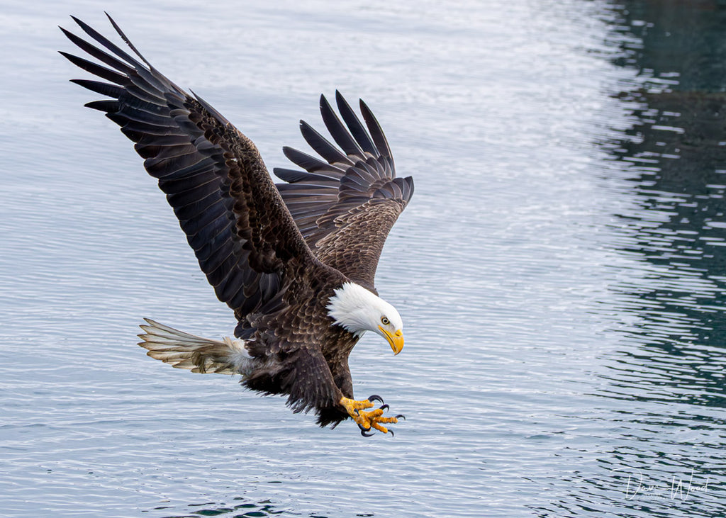 Bald Eagles - Fishing, Hitting the Water