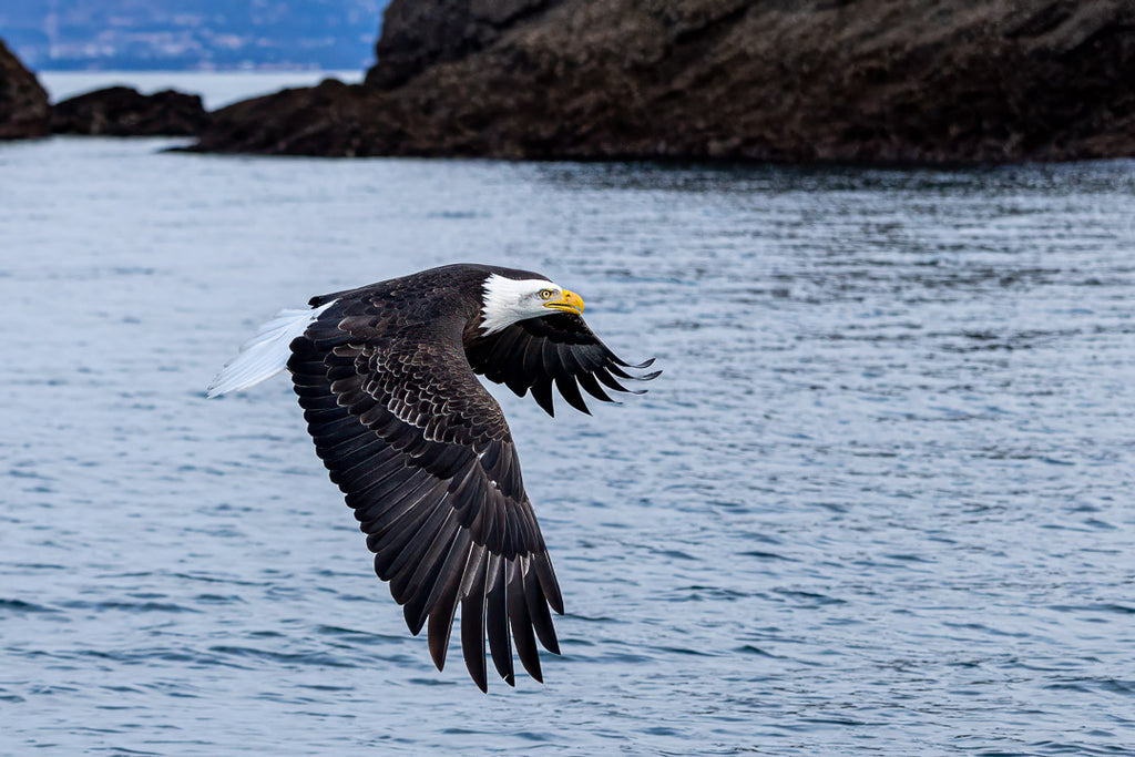 Eagles in Flight