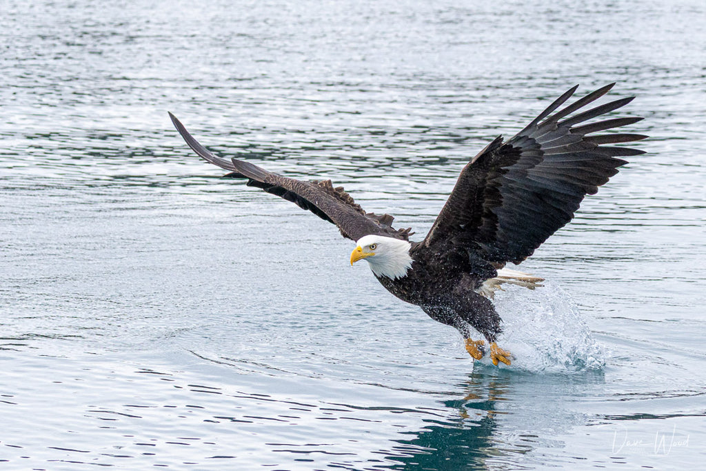 Bald Eagles - Fishing, Hitting the Water