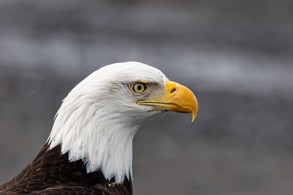 Eagle Note Cards - Set 4