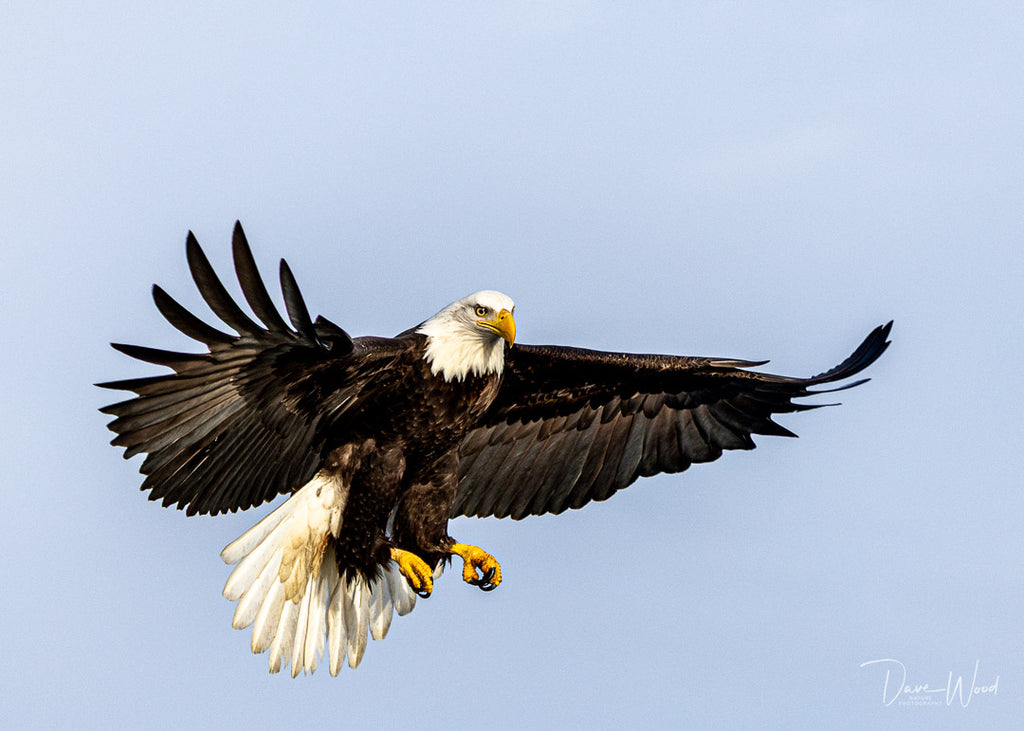 Bald Eagle - Agile & Acrobatic!