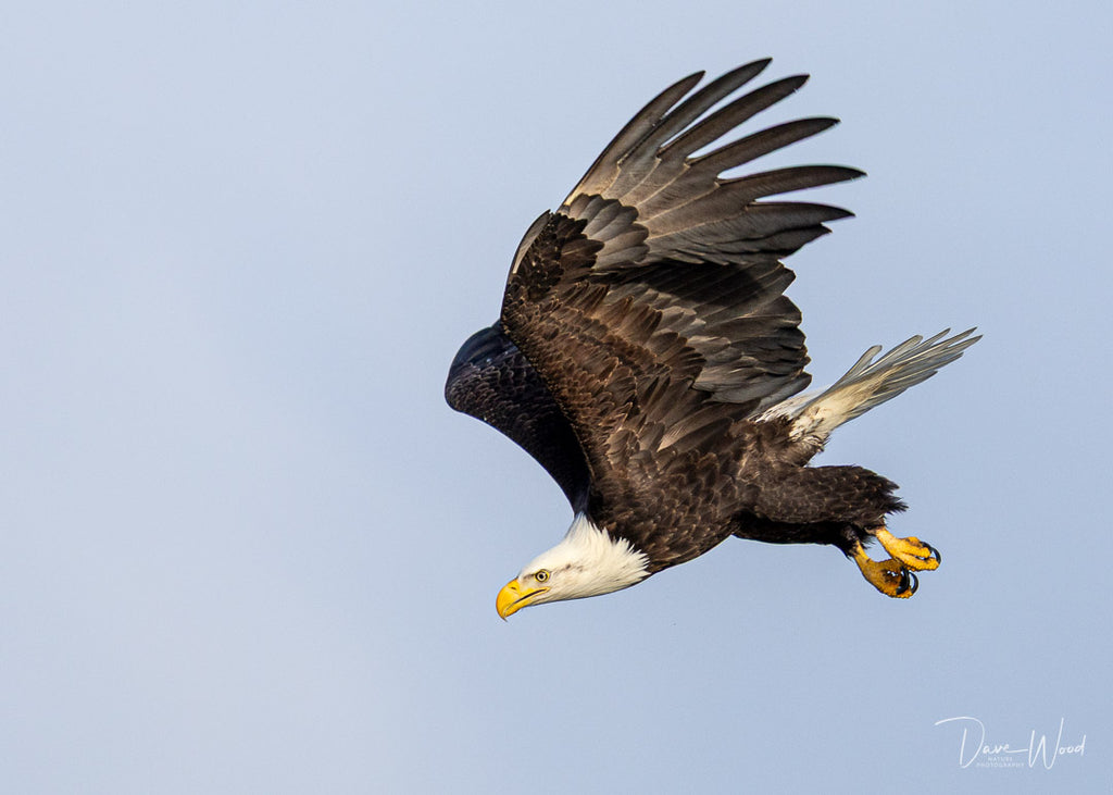 Bald Eagle - Agile & Acrobatic!