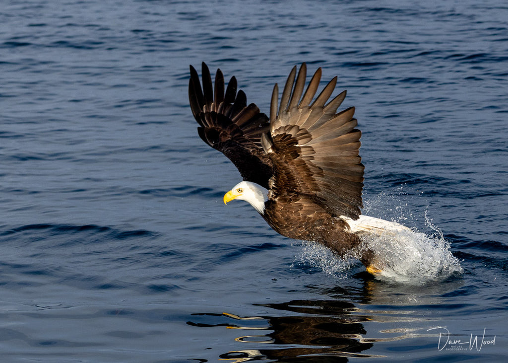 Bald Eagles - Fishing, Hitting the Water