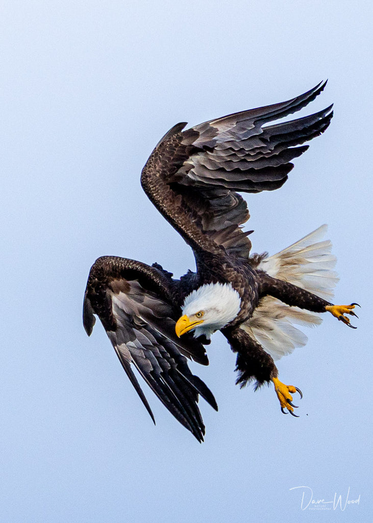 Bald Eagle - Agile & Acrobatic!