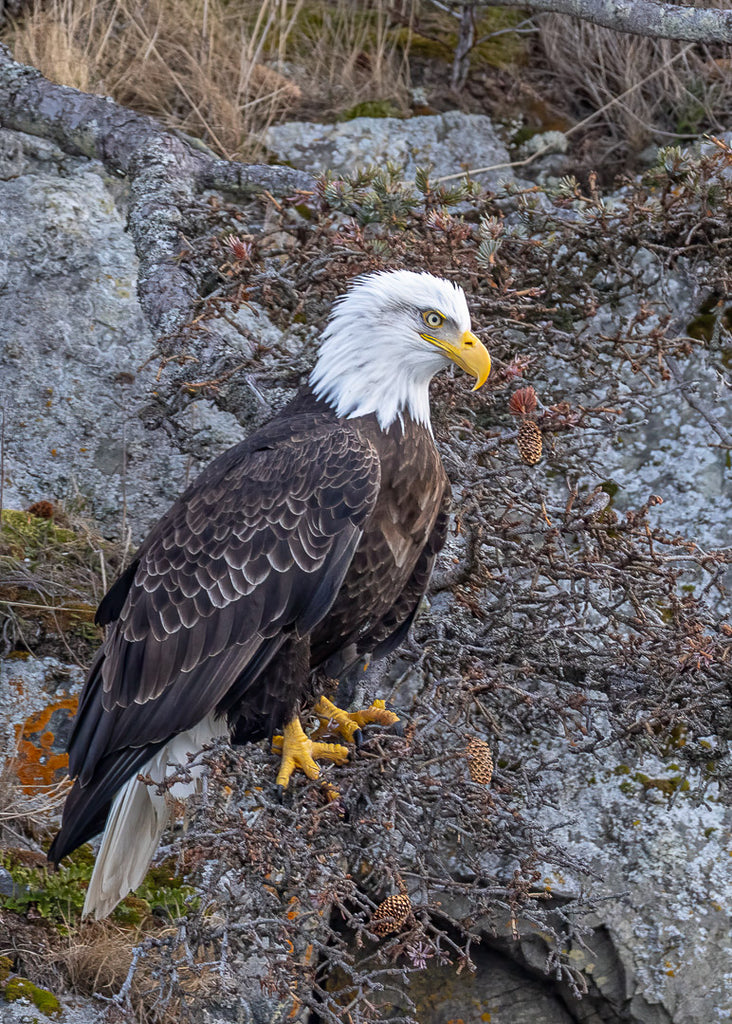 Eagle Note Cards - Set 4