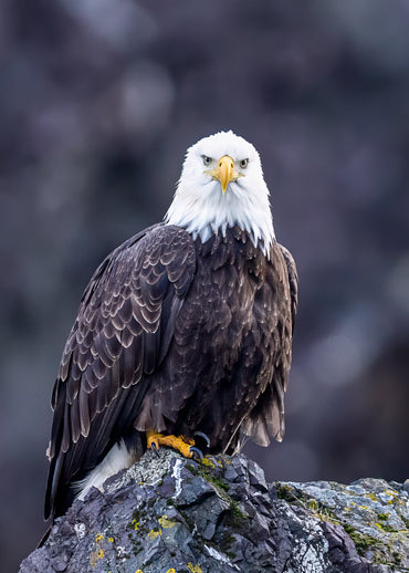 Eagle Note Cards - Set 4