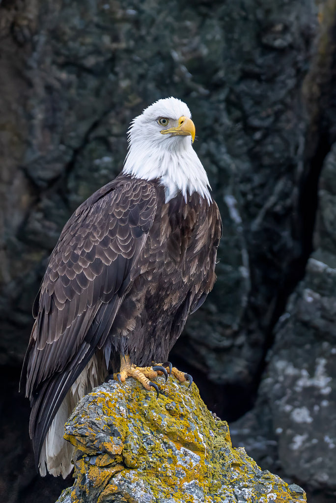 Eagle Note Cards - Set 4