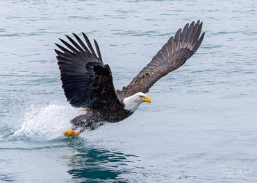 Bald Eagles - Fishing, Hitting the Water