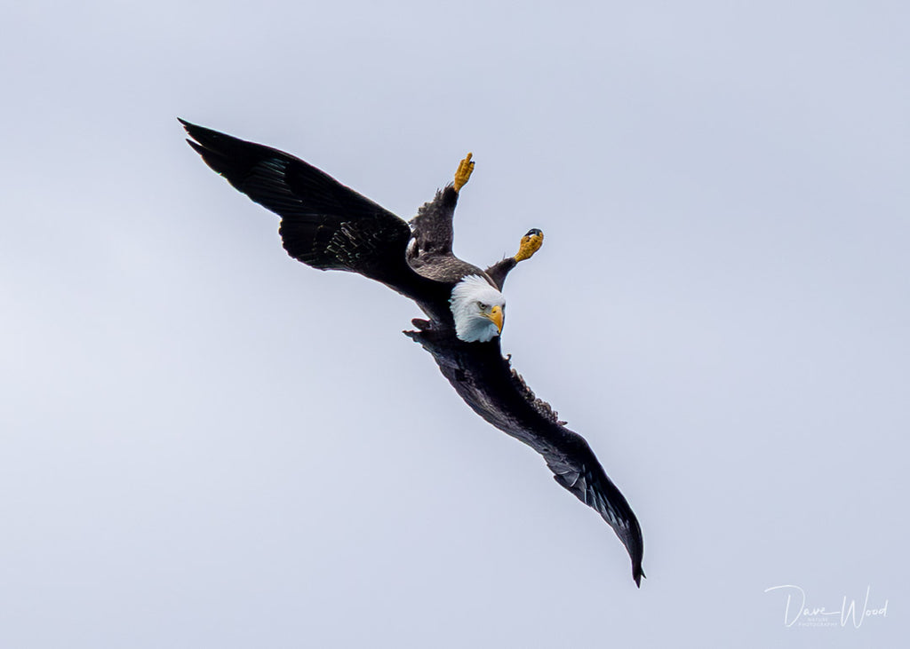 Bald Eagle - Agile & Acrobatic!
