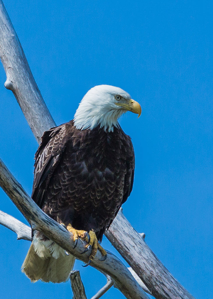 Eagle Note Cards - Set 4
