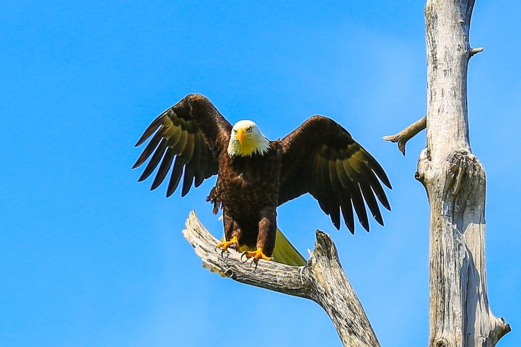 Eagle Note Cards - Set 4