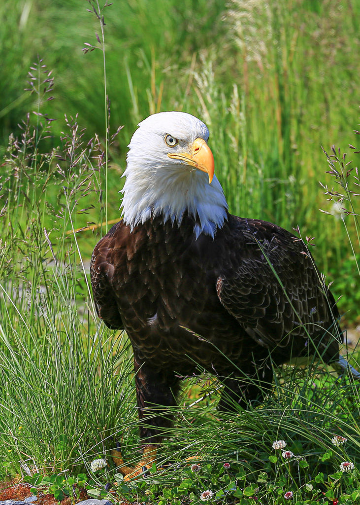 Eagle Note Cards - Set 4