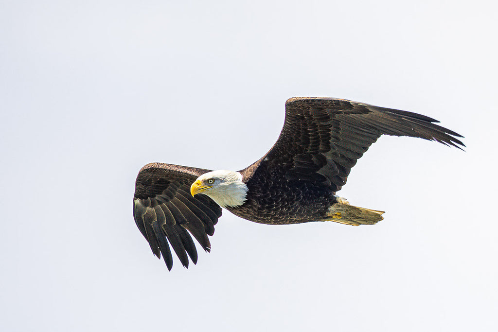 Eagles in Flight