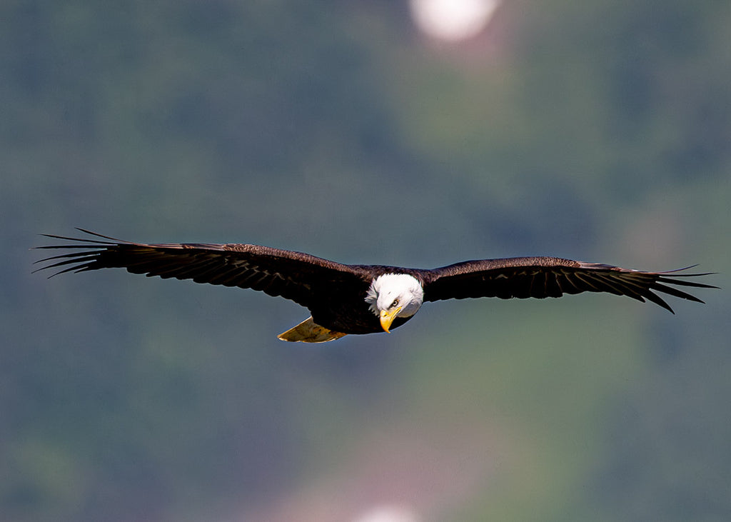 Eagles in Flight