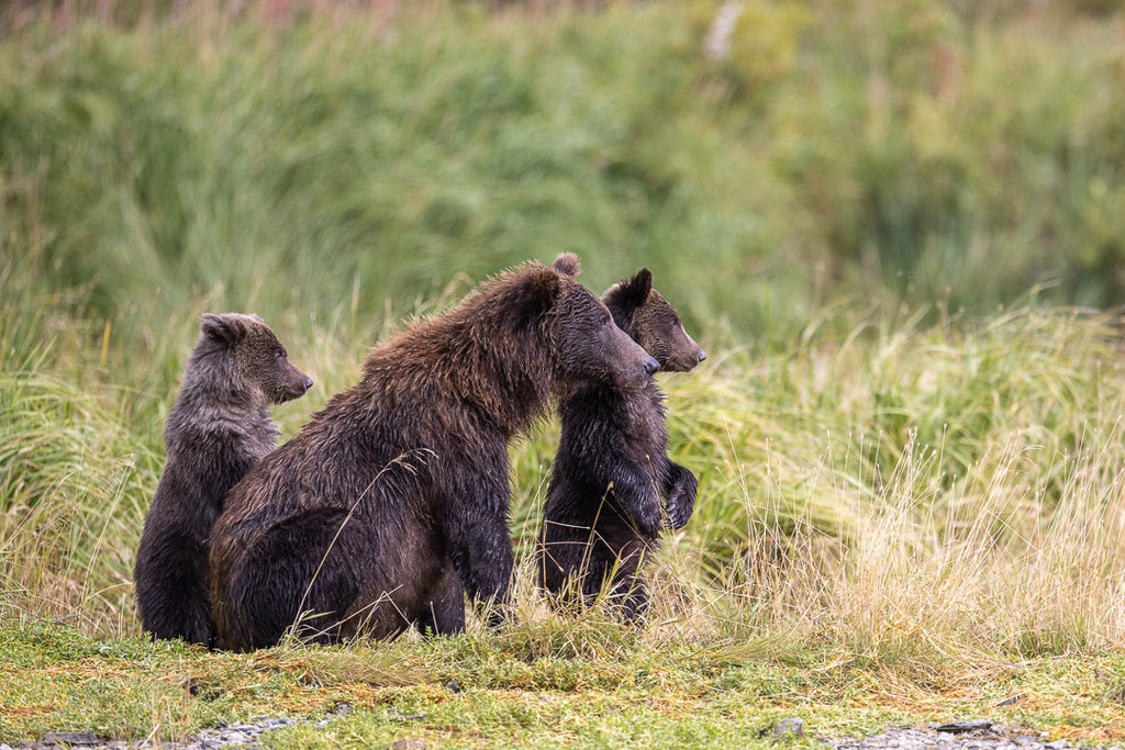 Grizzly Bear Cubs