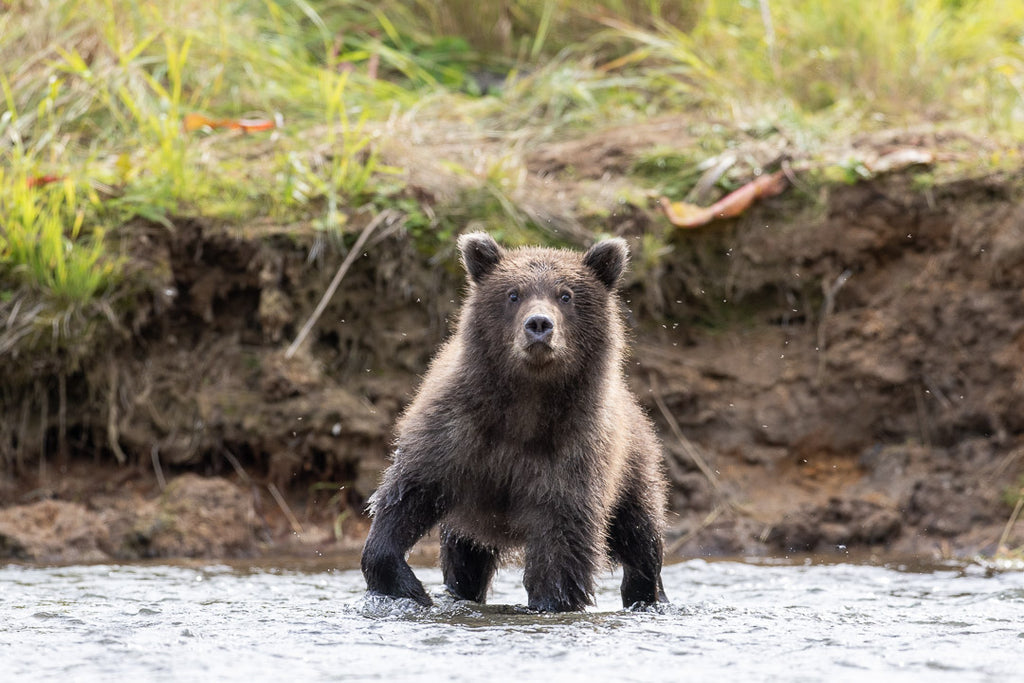 Grizzly Bear Cubs