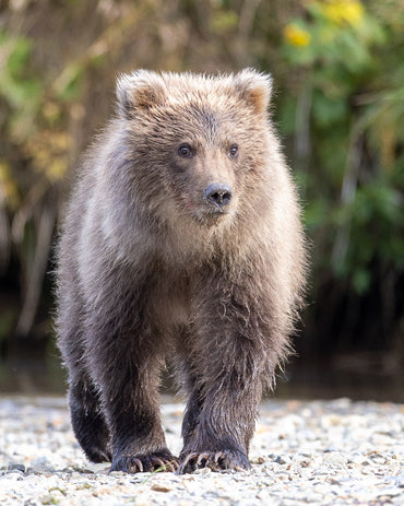 Grizzly Bear Cubs