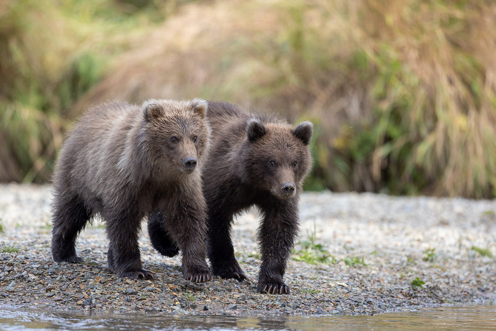 Grizzly Bear Cubs