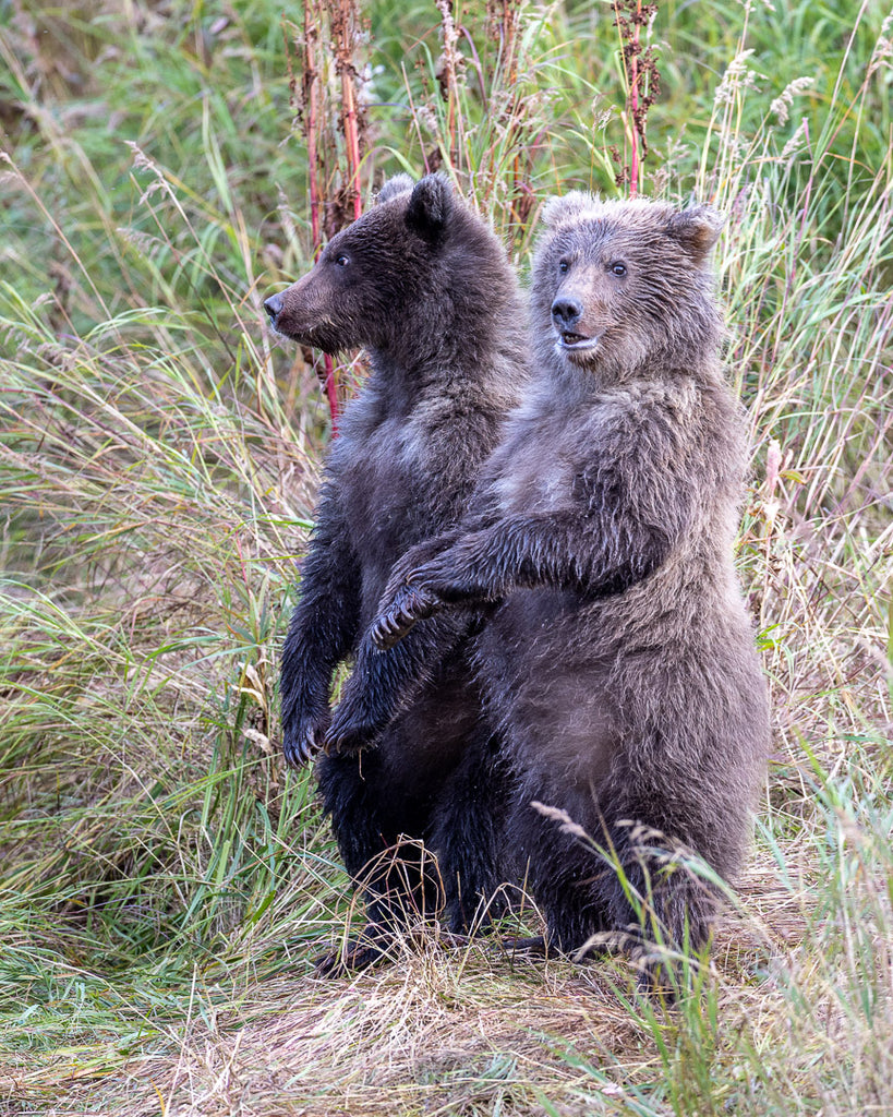 Grizzly Bear Cubs