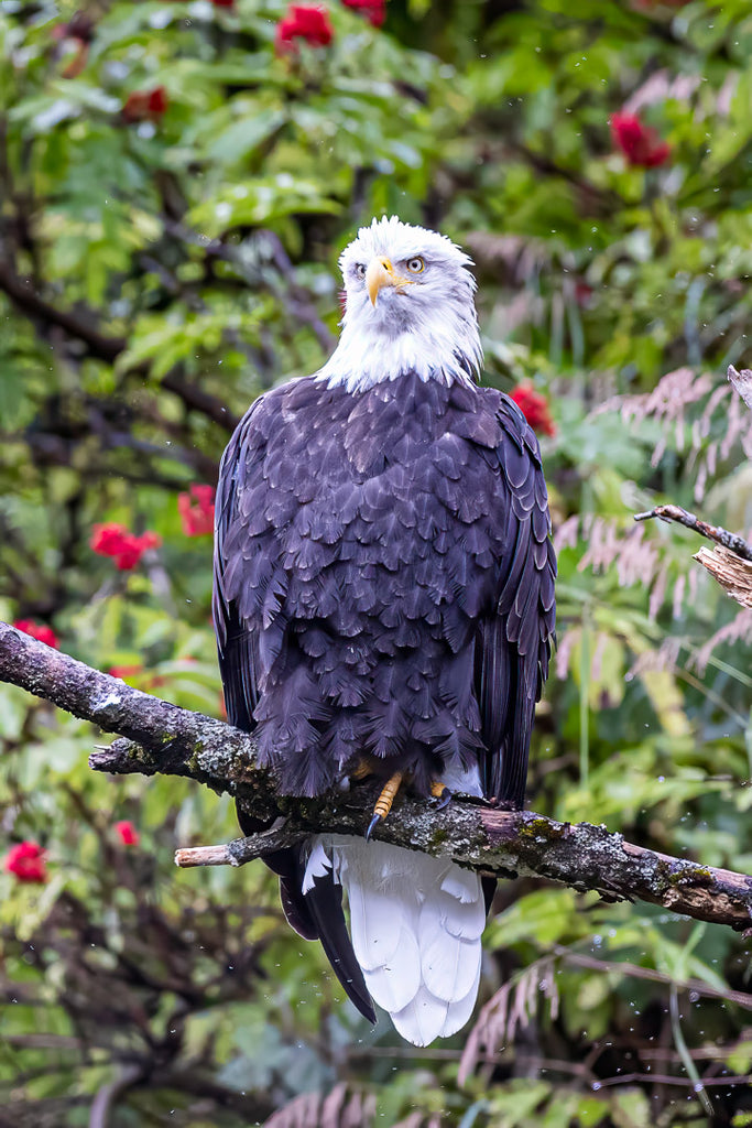 Eagle Note Cards - Set 4