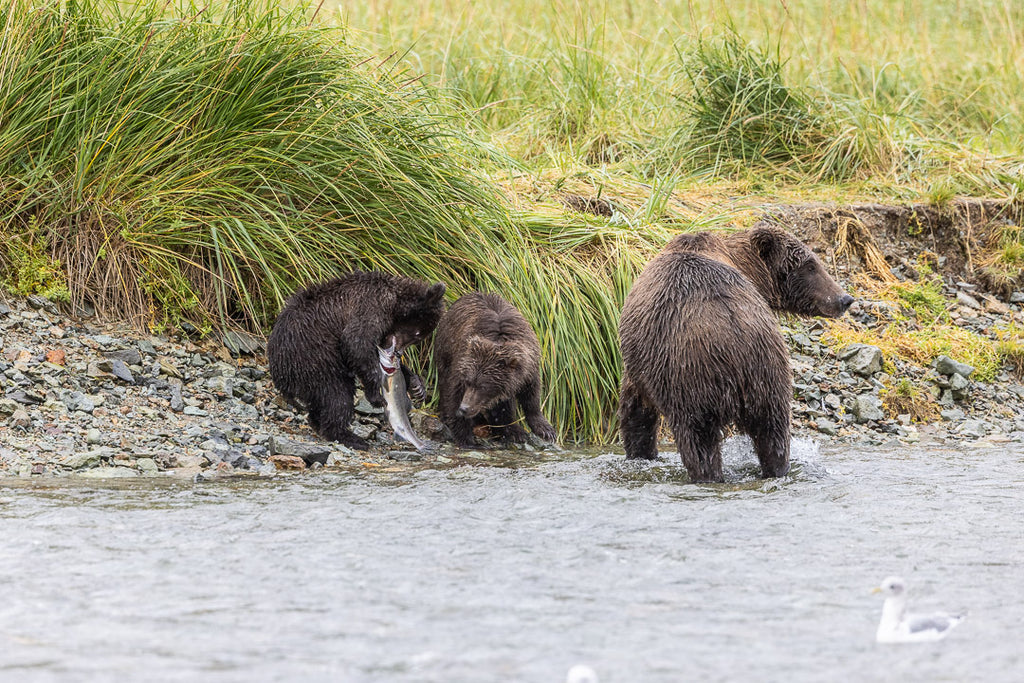 Grizzly Bear Cubs