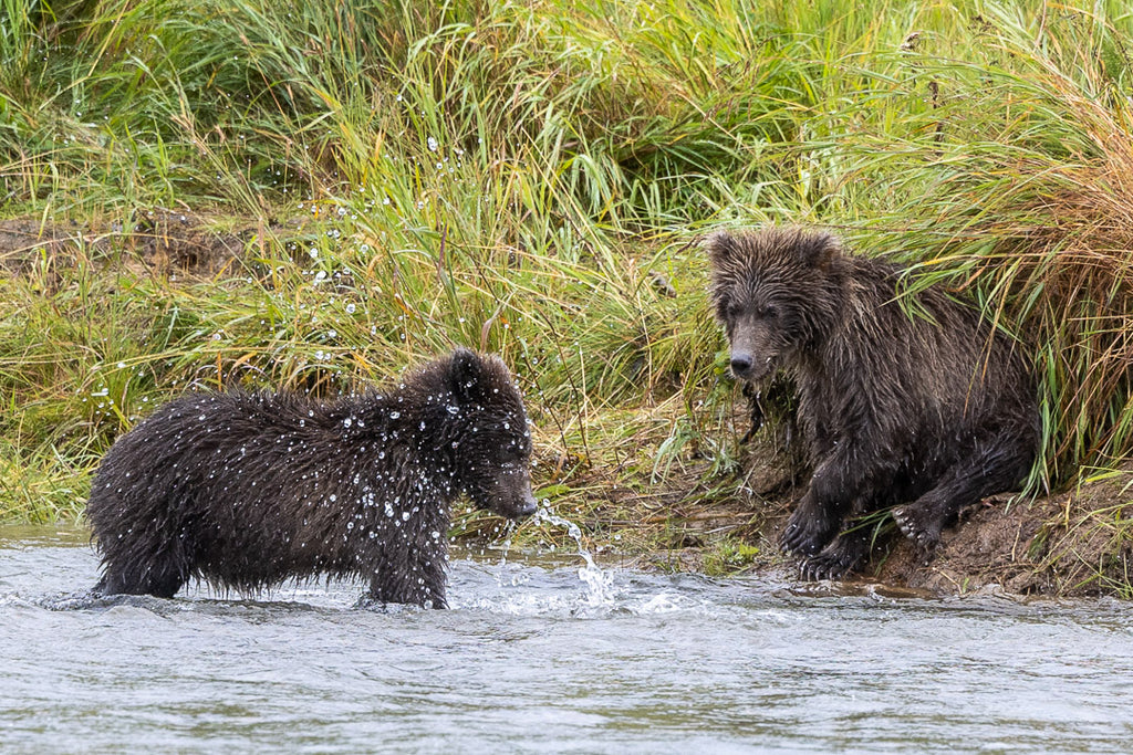 Grizzly Bear Cubs