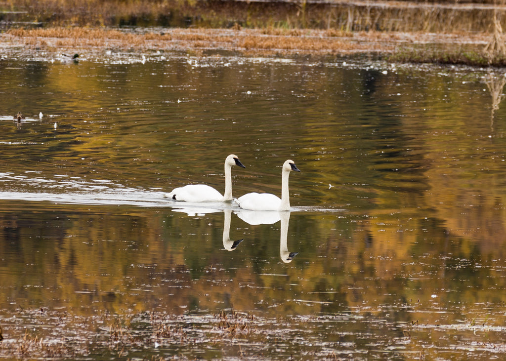 Trumpeter Swans