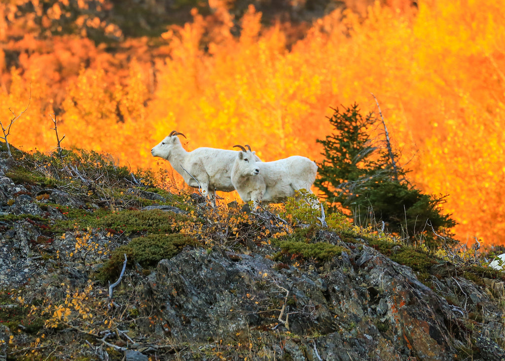 Dall Sheep