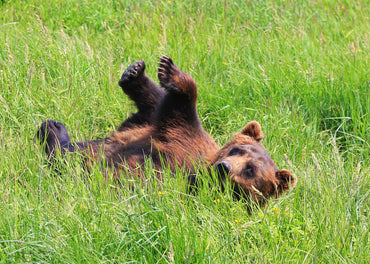 Brown Bears