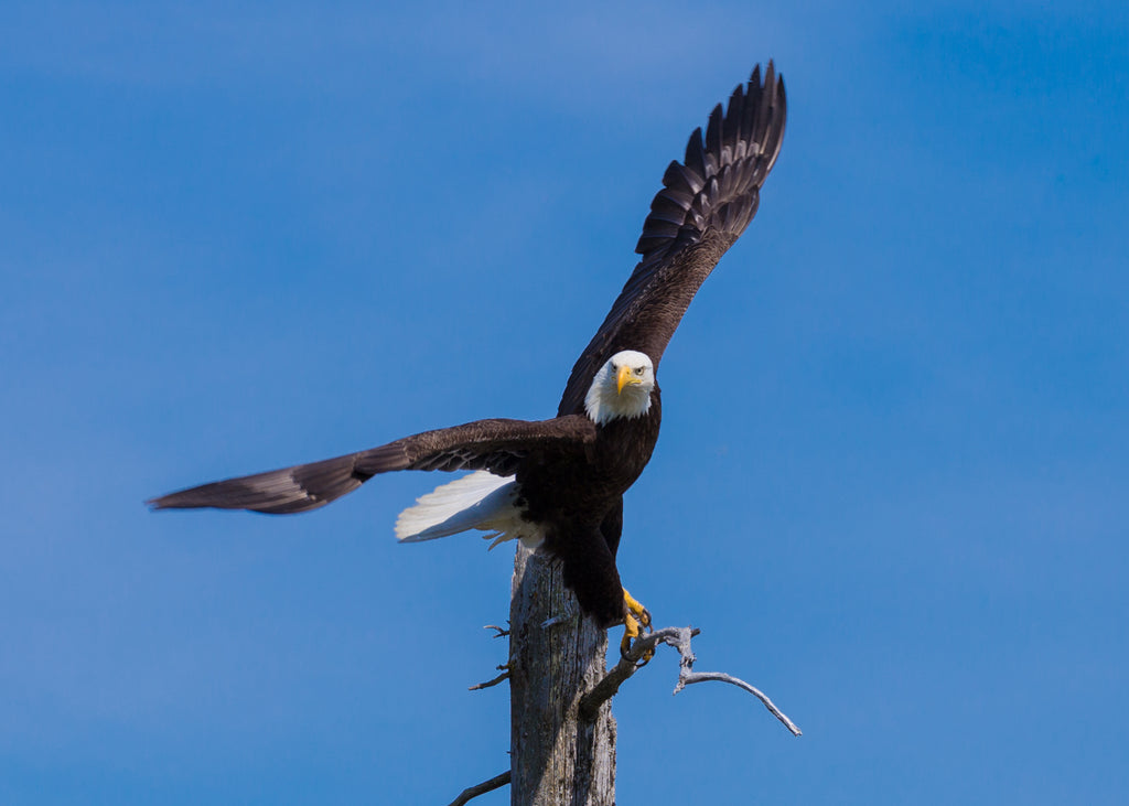 Bald Eagles