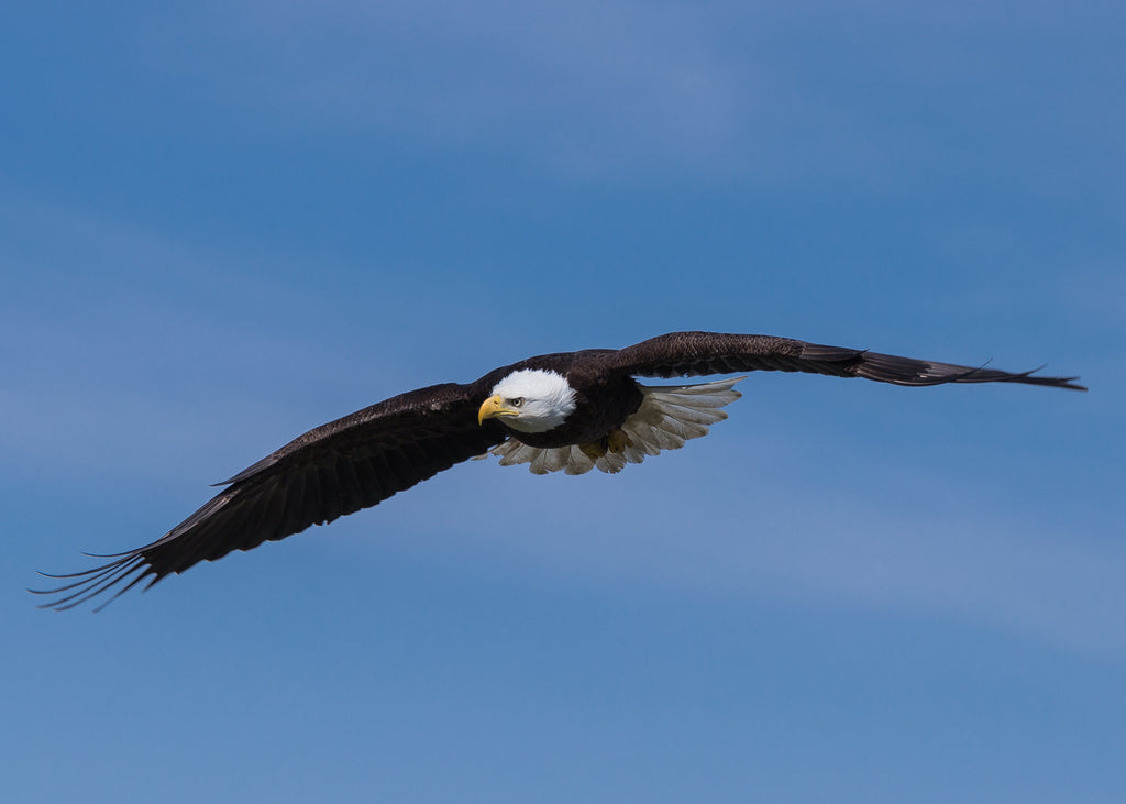 Bald Eagles