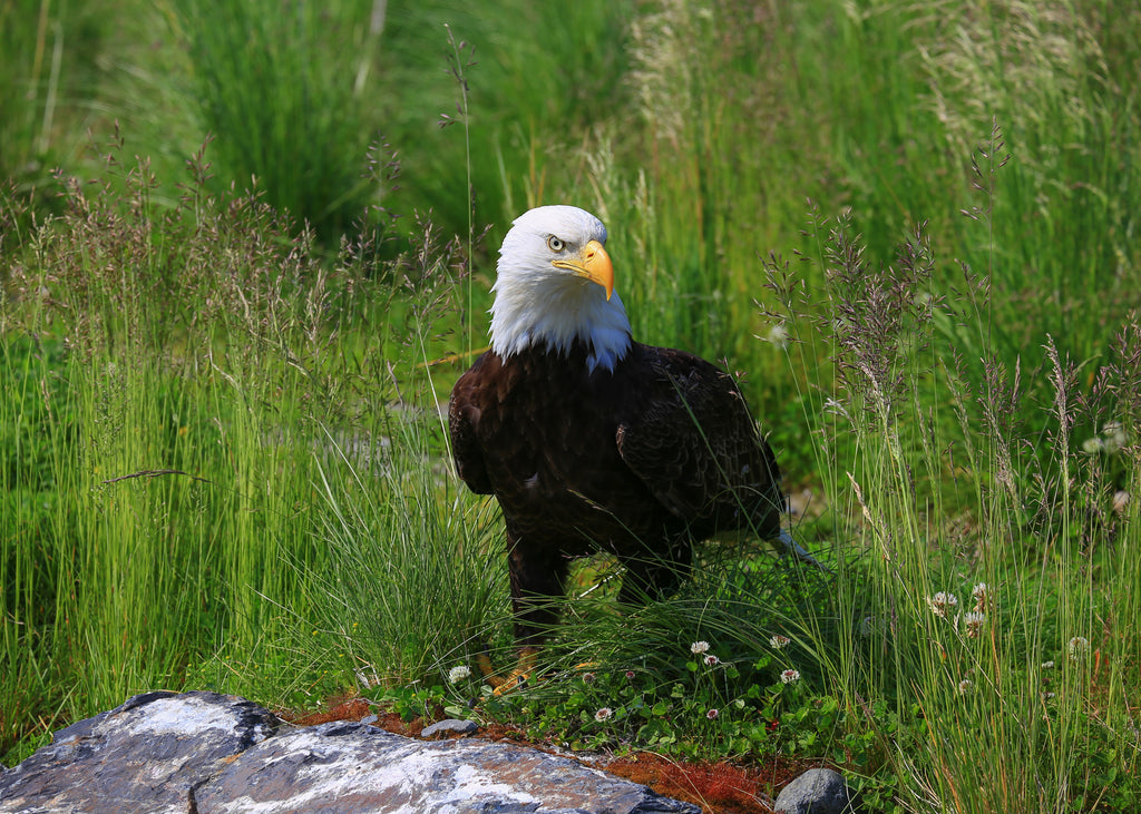 Bald Eagles