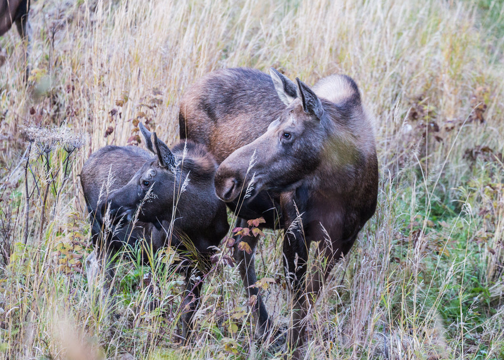 Moose