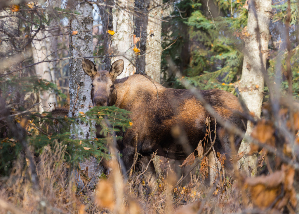 Moose