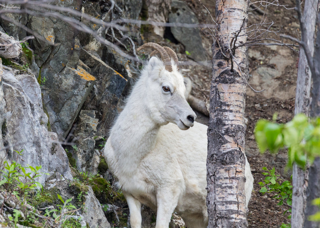 Dall Sheep