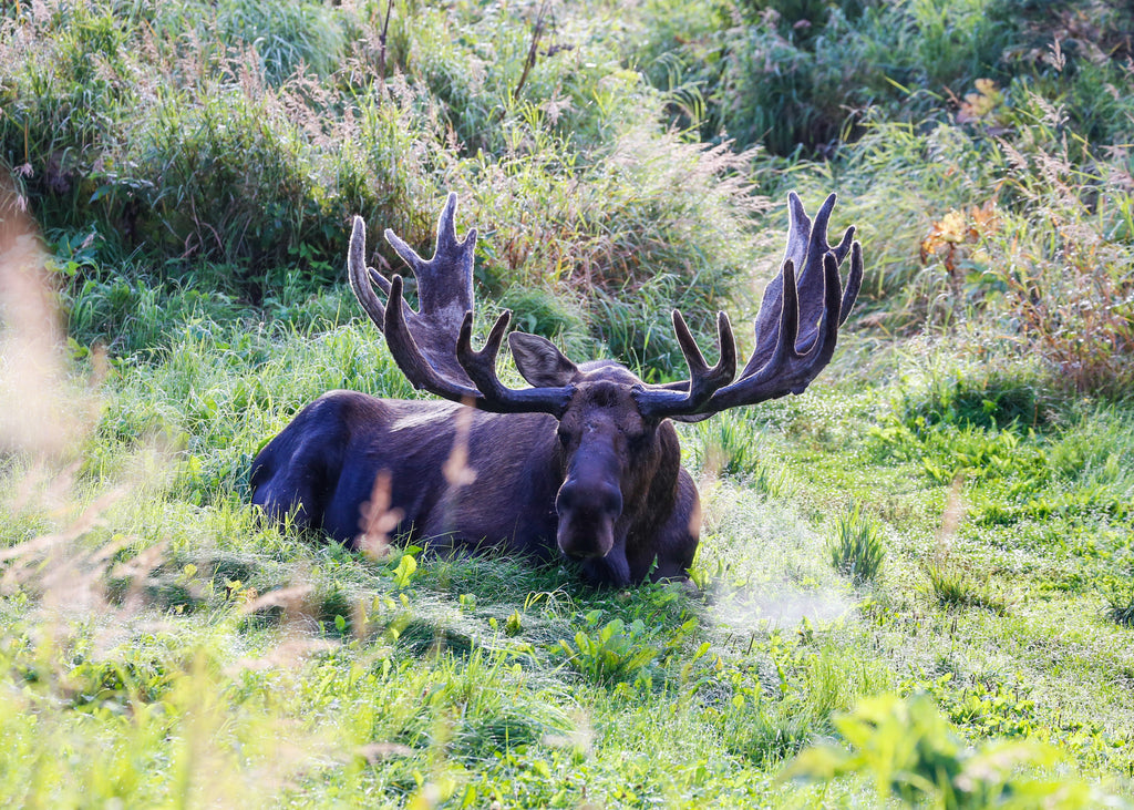 Moose