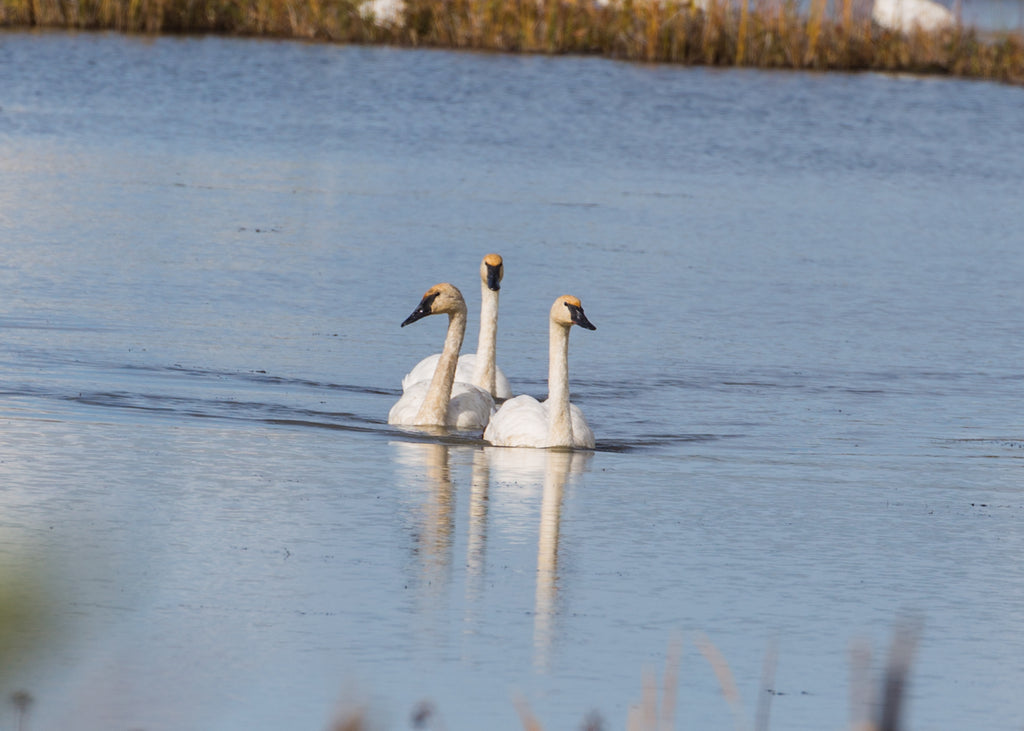 Trumpeter Swans