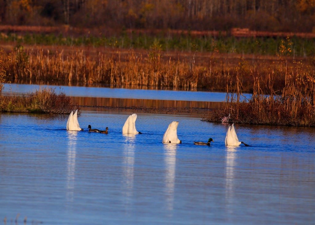 Trumpeter Swans